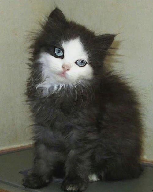 流浪猫变成人形版视频,流浪猫的奇幻变身之旅