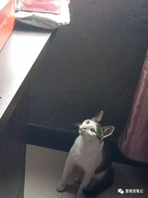 流浪猫变成人形版视频,流浪猫的奇幻变身之旅